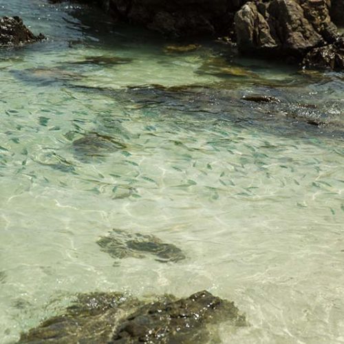 カイ島 透明度