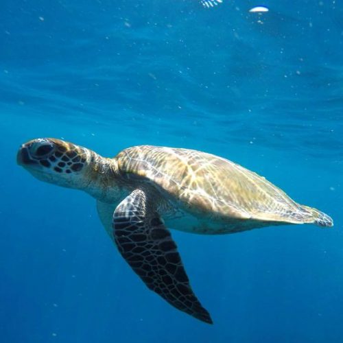 シミラン諸島 ダイビング クルーズ