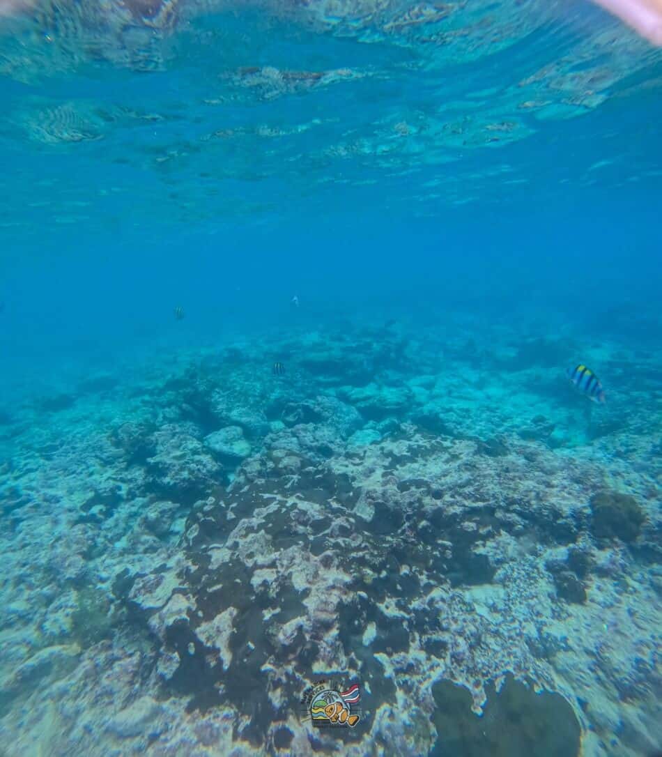 ピピ島周辺の海中に広がるサンゴ礁