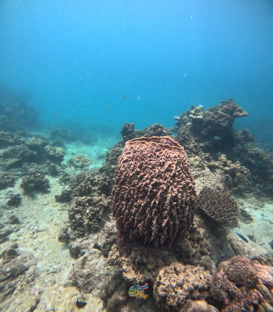 ピピ島周辺の海中に広がるサンゴ礁
