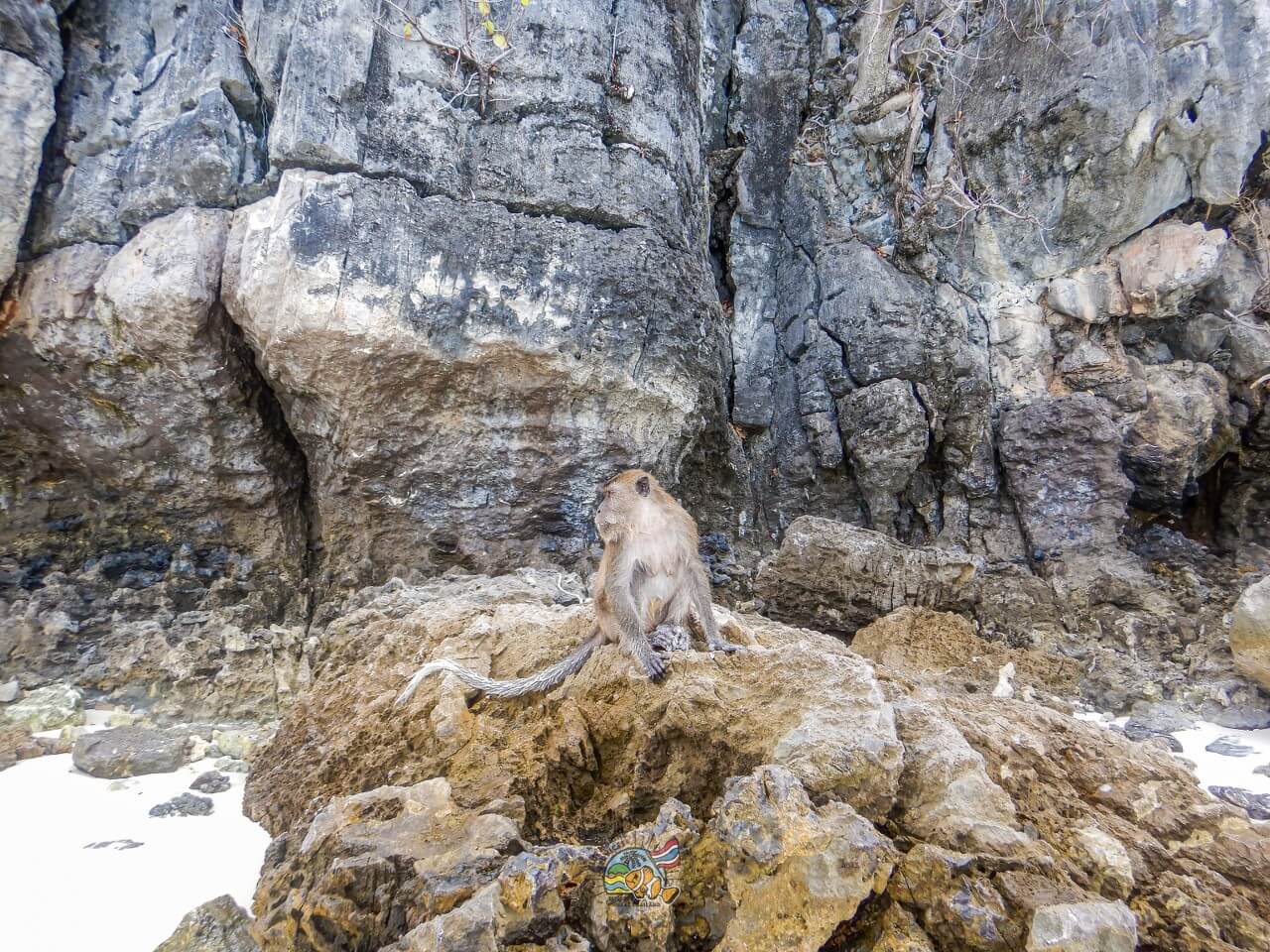 ピピ島の石灰岩の岩場にいるサル